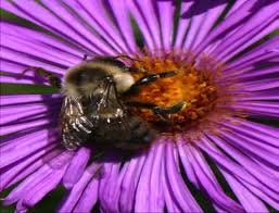 New england flowers for bees. Attracting Pollinators To The Garden Ohioline