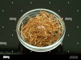 Image result for Acroceras zizanioides