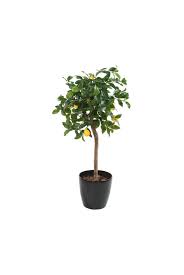 Ratings, based on 2 reviews. Artificial Lemon Head Tree