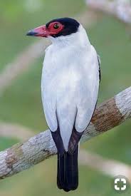 Black And White Bird With Red Throat Ohio Pin On Uccelli