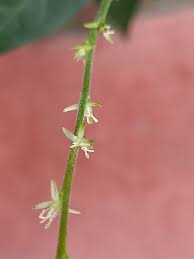 Image result for Petiveriaceae