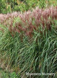 Image result for Miscanthus violaceus