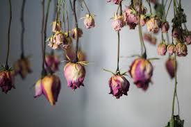 How to take care of dried flowers. Dried Flower Preservation Guide How To Dry Flowers From Your Garden