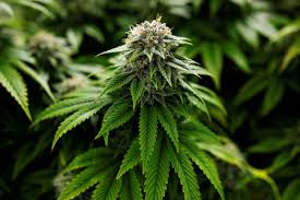 Image result for Marijuana