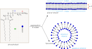 Lipids are large, complex molecules (macromolecules) but they are. Lipids