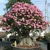 Jelaskan proses budidaya tanaman adenium saat panen dan pasca panen!. 1