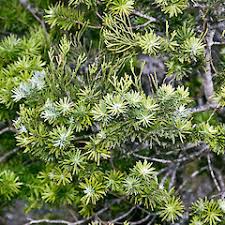 Image result for Xerophyta kirkii
