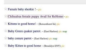 Dem der young'ns scare me. Petition Jim Buckmaster And Craig Newmark Stop Craigslist Post From Selling Giving Away Dogs Cats Or Any Other Living Being Change Org