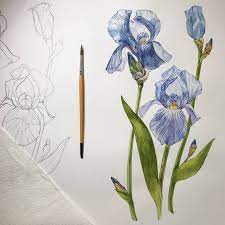Flowers Of Iris Painting Iris Painting Flower Art Flower Drawing