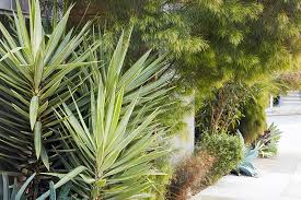 Image result for Acacia pentagona