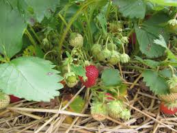 Yellow leaves let you know plants need help. Winterizing Strawberry Plants Hgtv