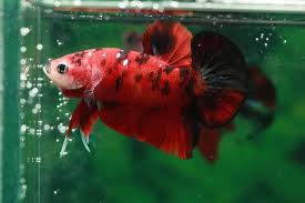 Then i put a rock on top. How To Euthanize A Betta Fish Simple Humane Method Betta Source