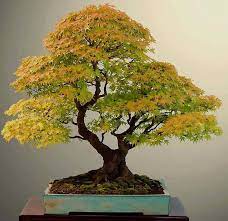 Yellowing of bonsai leaves is not an uncommon occurrence, and it is natural for some types of trees to change the color of the leaves. 92 Plants Bonsai Trees Ideas In 2021 Plants Bonsai Bonsai Tree