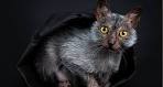 Lykoi (Werewolf cat): traits and pictures
