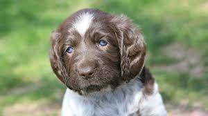 Avoid choosing a puppy with a long, soft, silky, or woolly coat which requires more grooming to. German Shorthaired Pointer Price Temperament Life Span