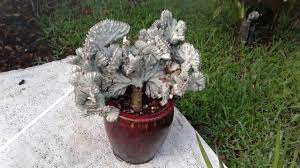 The coral cactus plant is a beautiful, potted plant variety, which can the coral cactus plant is a beautiful, potted plant variety, which can display a lot of versatility in beautifying outdoor we shall first look at how the plant is grown and propagated followed by tips on coral cactus care, to help it thrive. Roughly 6 Year Old Coral Cactus Succulents