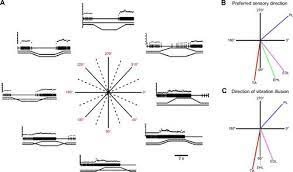 The diagram below shows the process of photosynthesis. The Proprioceptive Senses Their Roles In Signaling Body Shape Body Position And Movement And Muscle Force Physiological Reviews