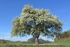 Für kleine apfelbäume veredeln wir auf die unterlagen mm 106 oder m9. Welcher Obstbaum Ist Der Richtige Fur Meinen Garten Mein Eigenheim