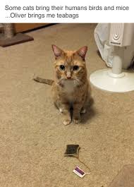 The Funniest Pictures Of Today S Internet Funny Animal Pictures Cats Cat Memes
