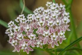 Image result for Asclepias foliosa