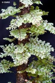 Image result for Hymenophyllum splendidum
