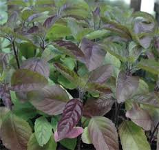 Herbs Spice Seeds Seeds Of India Shop Seeds Of India Tulsi Plant Basil Seeds Holy Basil
