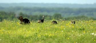 Guest activities at the ranch are centered on bespoke offerings including: Hi Lonesome Prairie Conservation Area Missouri Department Of Conservation