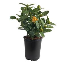 Image result for Ixora praetermissa