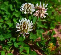 Image result for Eriosema rhynchosioides