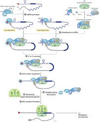 The vaccine uses messenger rna, genetic material that our cells read to make proteins. Mature Messenger Rna An Overview Sciencedirect Topics