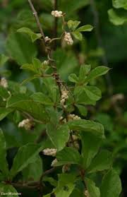 Image result for Dioscorea quartiniana