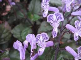 It is best to acclimate this plant to its environment by keeping it outside and. Mona Lavender Perennial Live Plant Plectranthus Long Lasting Purple Spire Spike Flower Shade Garden Starter Size 4 Inch Pot Emeralds Tm Emerald Goddess Gardens