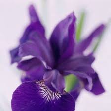 The Right Flowers For Every Occasion And Feeling Beautiful Flowers Garden Flower Meanings Flower Landscape