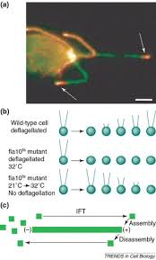 Maybe you would like to learn more about one of these? Size Control In Dynamic Organelles Trends In Cell Biology