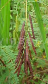 Image result for Indigofera adenoides
