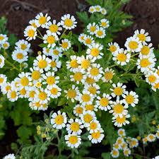 Image result for Feverfew
