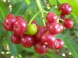 Image result for Psychotria palustris