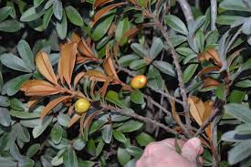 Image result for Englerophytum