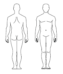 Human anatomy drawing drawing theory. Human Body Out Line Yerat
