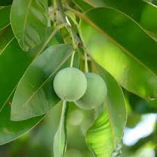 Image result for Calophyllum