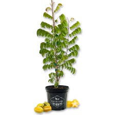 Image result for Averrhoa carambola