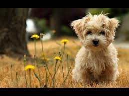 Check Out These Small Dog Breeds That Don T Shed And Find Out Which One Of Them Could Be Perfect For You And Bear Dog Breed Cute Puppy Wallpaper Teddy Bear Dog