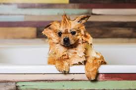 Residents thrive on the 24/7 atmosphere. 10 Best Groomers In Nyc Who Will Get Your Pet Ready For The Puparazzi