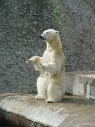 Mash and bear, as well as all the forest residents, are fully prepared to turn off their lights for an hour today and drink tea by candlelight! Pin By Diane S On Cthulhu Polar Bear Bear Polar
