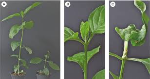 Image result for Psychotria kirkii