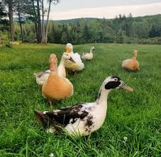 Your duck will need a predator safe pen to live in, preferably one that can be moved around your yard to provide fresh grass and space. Raising Ducks For Eggs Old Farmer S Almanac