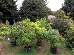 We did not find results for: Growing Cannabis Outdoors Cannabis Growing Forum Marijuana Discussion