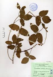 Image result for Desmodium intortum