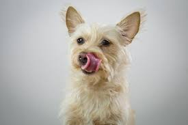 All and all, it generally takes a dog around 8 hours to properly digest food whereas it can take humans up to 72 hours. How Long Does It Take For A Dog To Digest Food Waiting To Exercise