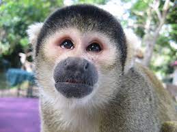 Monkey Widescreen Backgrounds Types Of Monkeys Different Types Of Monkeys Squirrel Monkey